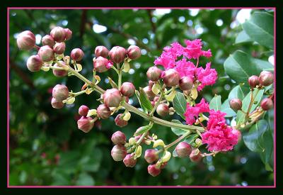 Crepe Myrtle