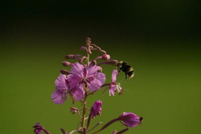 Like 2 BEES in a pod _2916.jpg