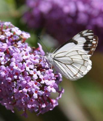White Butterfly