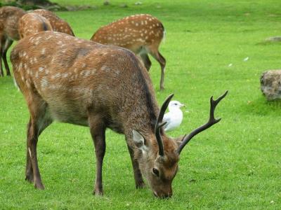 Oh Deer!