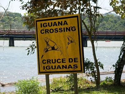 Iguana Crossing *