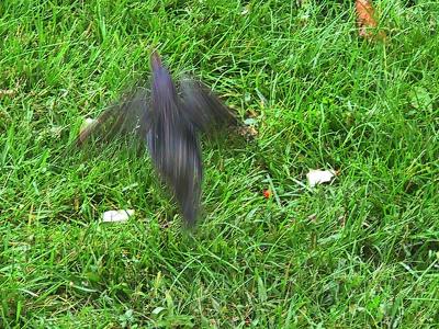 Starling Takeoff