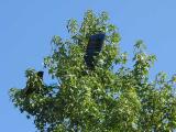 Bird in a Tree