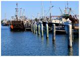 Pelicans on Poles
