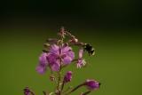 Like 2 BEES in a pod _2916.jpg