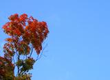 Early Autumn Color