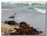 one gull