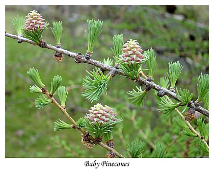 Baby Pinecones