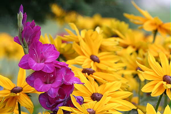 ALWAYS one in EVERY Crowd 118_1834.jpg