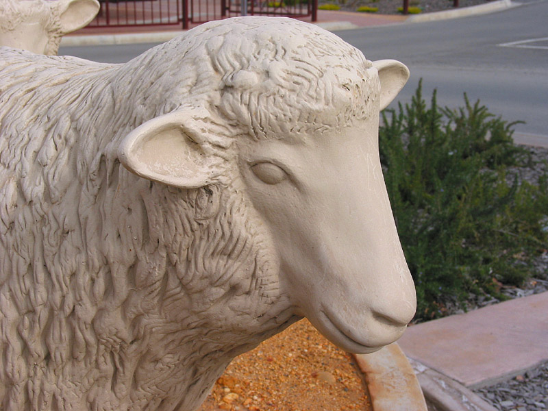 Federation Sheep
