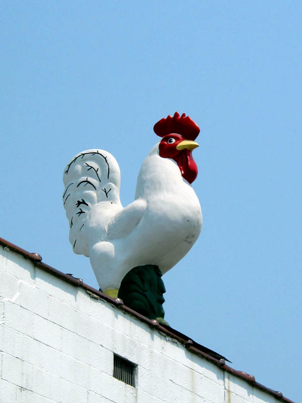 Tribute To The Egg
