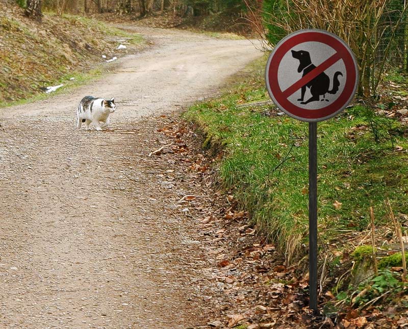 A Cat Is Not A Dog*