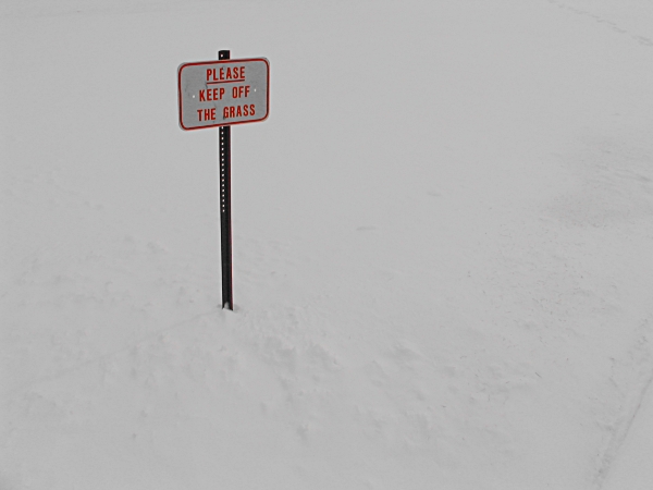 White Grass *