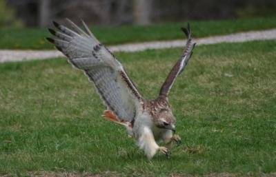 Veronica, The Red-Tailed Hawk