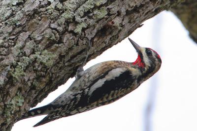 Yellow-bellied Sapsucker