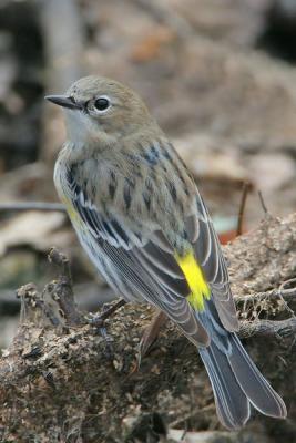 Yellow-rumped warbler