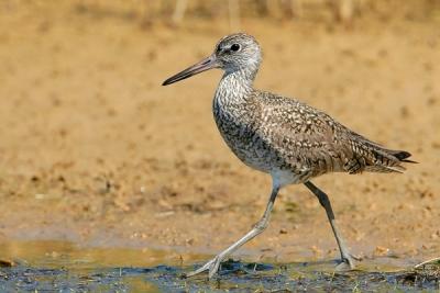 Willet