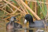 Least Grebe and American Coot