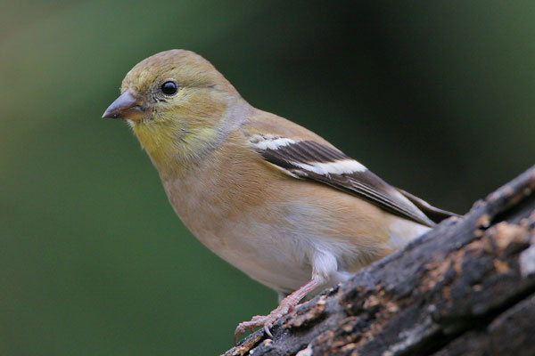 American Goldfinch