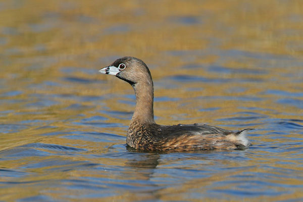 Pied-billed Grebe