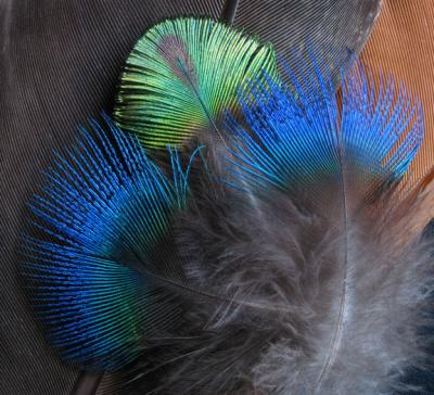 Peacock Feathers.jpg