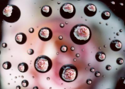 Rose Drops.jpg