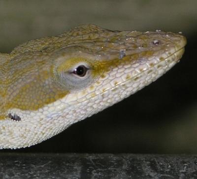 lizard123.JPG