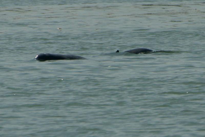 Irawaddy river dolphins