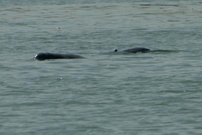 Irawaddy river dolphins