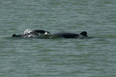 Irawaddy river dolphins