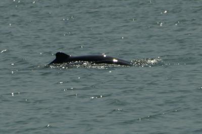 Irawaddy river dolphins