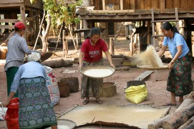 Sifting rice