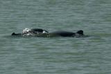 Irawaddy river dolphins