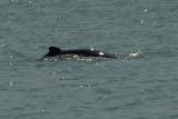 Irawaddy river dolphins