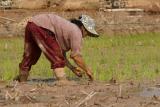 Planting rice