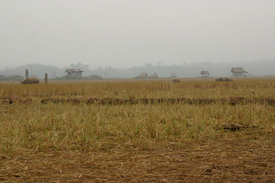 Misty morning