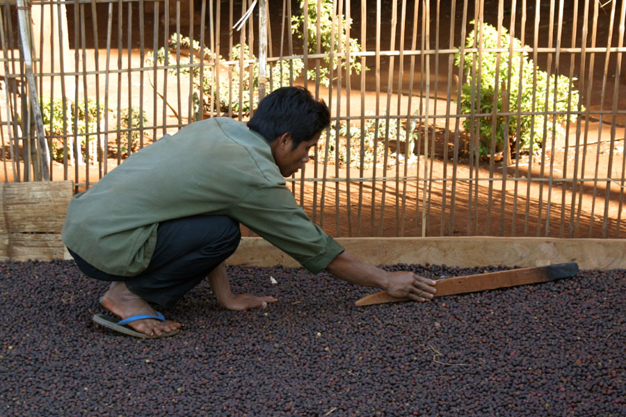 Drying coffee