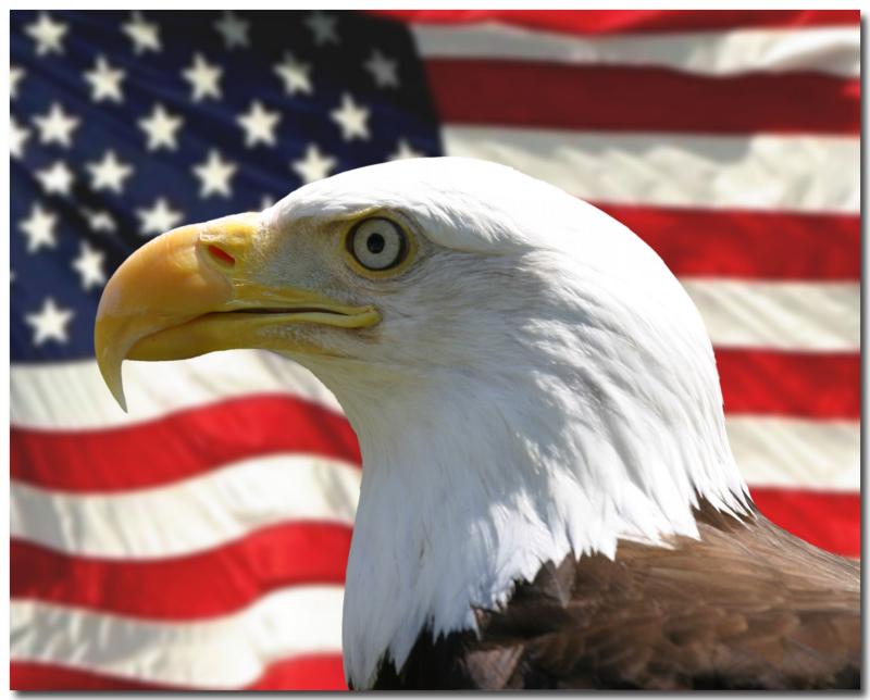 Bald Eagle over American Flag