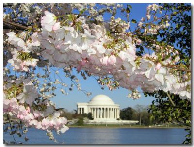Cherry Blossom at the Jefferson Memorial