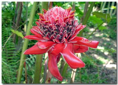 Etlingera elatior