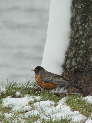 Chilled Robin