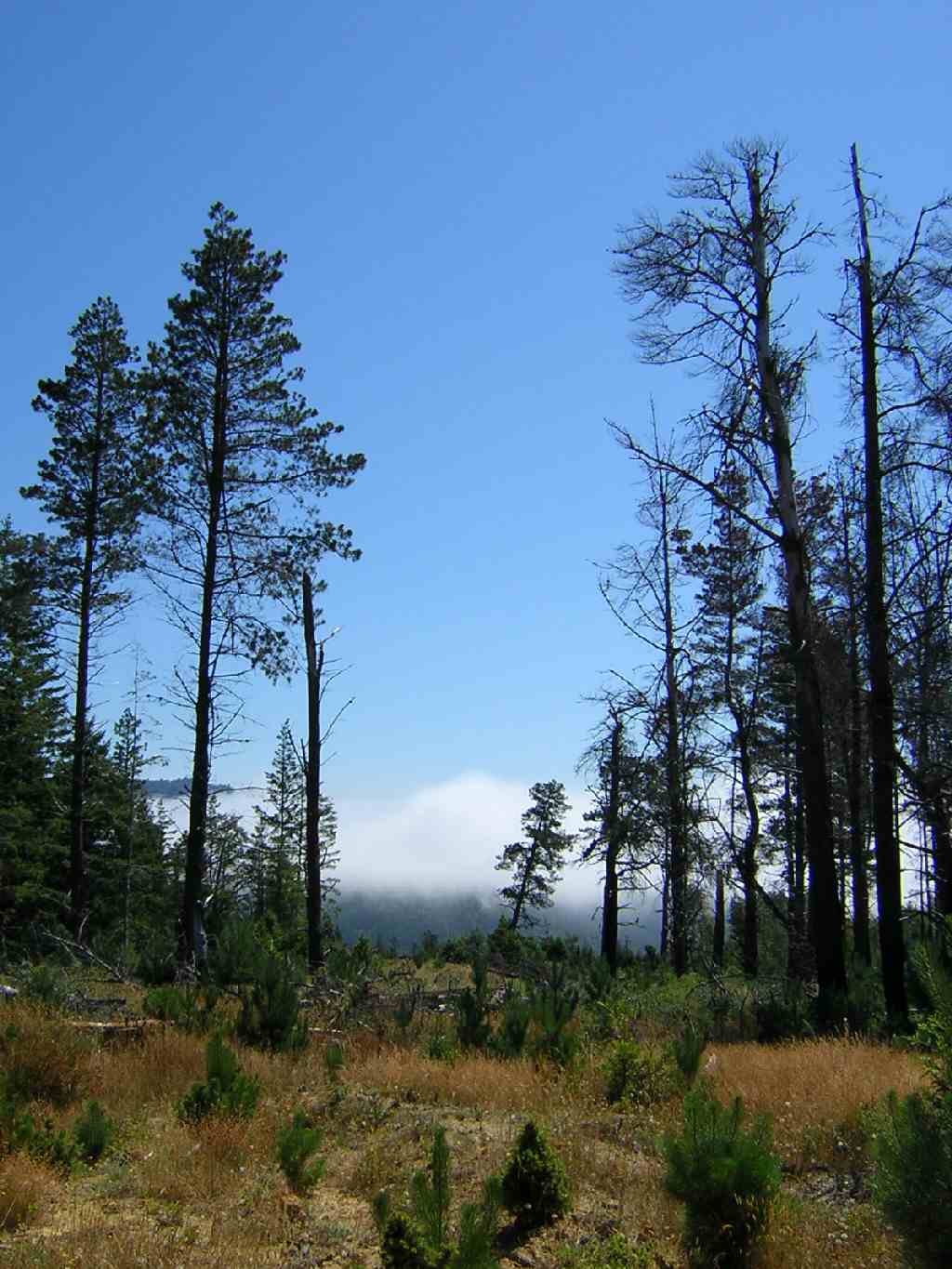 xDSCN0581.JPG