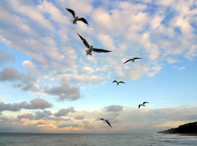 The Wind Beneath My Wings
