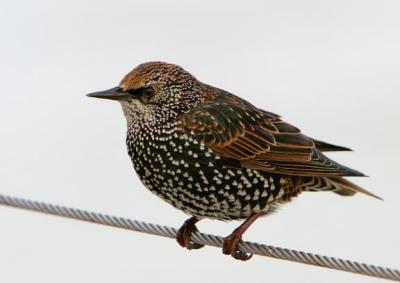 Bird on a Wire