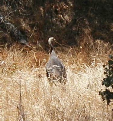 Even wild turkeys are occasionally seen at the ranch