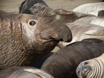 Elephant Seal Family