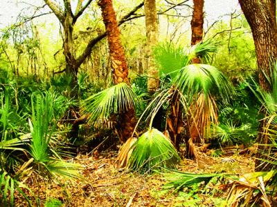 Florida Jungle with Gouache Paint Filter.jpg