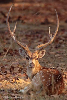 Chital.jpg