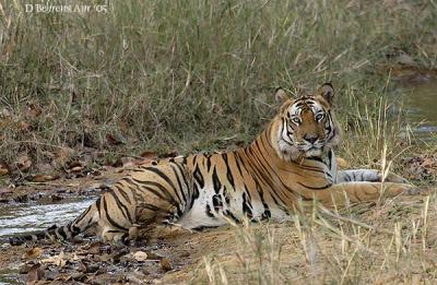 Tiger - large male.jpg