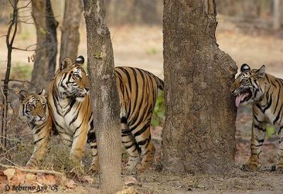 Tigress and 15mo cubs.jpg